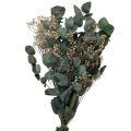 Floristik24 Trockenblumenstrauß Eukalyptus Schleierkraut Konserviert 50cm Grün