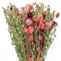 Floristik24 Trockenblumenstrauß Strohblumen Getreide Mohnkapsel Phalaris Riedgras 55cm