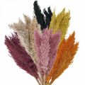 Floristik24 Trockengras Riedgras getrocknet Verschiedene Farben 70cm 10St