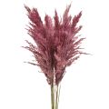 Floristik24 Trockengras Riedgras getrocknet Dekogras Altrosa 75cm 10 St