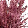 Trockengras Riedgras getrocknet Dekogras Altrosa 75cm 10 St | Floristik24.ch