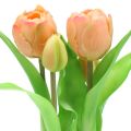 Floristik24 Tulpe Real-Touch Pfirsichfarben 23cm