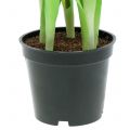 Floristik24 Tulpe Real-Touch Pfirsichfarben 23cm