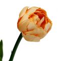 Floristik24 Tulpenstrauß Apricot 43cm