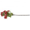 Floristik24 Weihnachtszweige mit roten Beeren, Winterdeko, Scheinbeere Rot beschneit L58cm