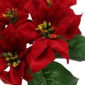 Floristik24 Künstlicher Weihnachtsstern Rot Seidenblumen Deko 6St im Bund