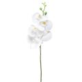 Floristik24 Weiße Orchidee Künstlich Phalaenopsis Real Touch 85cm