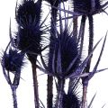 Wilde Karde Trockenblumen Kardendisteln Violett 55cm 10 Köpfe | Floristik24.ch
