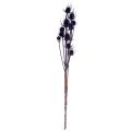 Wilde Karde Trockenblumen Kardendisteln Violett 55cm 10 Köpfe | Floristik24.ch