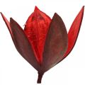 Floristik24 Wildlilie Rot Naturdeko Trockenblumen 6-8cm 50St