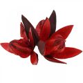 Floristik24 Wildlilie Rot Naturdeko Trockenblumen 6-8cm 50 St