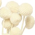 Craspedia getrocknet Trommelstöckchen Creme 45-55cm 20 St | Floristik24.ch
