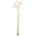 Craspedia getrocknet Trommelstöckchen Creme 45-55cm 20 St | Floristik24.ch