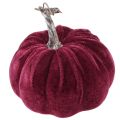 Deko Kürbisse Beflockt Burgund Rosa Ø13cm H11,5cm 3 St | Floristik24.ch