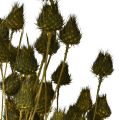 Erdbeerdistel Trockendeko Olivgrün Ø1–2cm L55cm 100g | Floristik24.ch