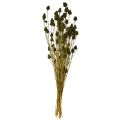 Erdbeerdistel Trockendeko Olivgrün Ø1–2cm L55cm 100g | Floristik24.ch
