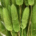 Hasenschwanzgras Ziergras Lagurus Olivgrün L65cm 50g | Floristik24.ch