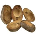 Floristik24 Kokosnuss als Pflanzschale Natur Pflanztopf 20cm 5 St