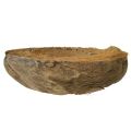 Kokosnuss als Pflanzschale Natur Pflanztopf 20cm 5 St | Floristik24.ch