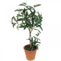 Floristik24 Künstlicher Olivenbaum im Topf Kunstpflanze Olive H63,5cm