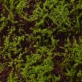 Künstliches Moos Große Moosmatte Braun Grün 100×50cm | Floristik24.ch