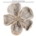 Landlotus Weiß gewaschen 6-12cm 50St | Floristik24.ch