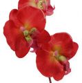 Floristik24 Deko Orchidee Rot 68cm