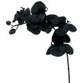 Floristik24 Orchidee zum Dekorieren Schwarz 54cm